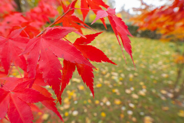 Poland capital city Warsaw Royal Lazienki Park trees decorated with autumn colors and leaves and flowers with detail shots