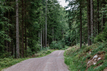 road in the forest