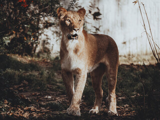 Portrait einer stolzen Löwin in einem Freigehege in einem Tierpark