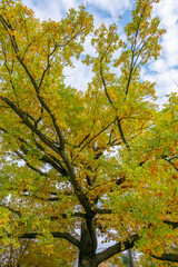 Poland capital city Warsaw Royal Lazienki Park trees decorated with autumn colors and leaves and flowers with detail shots