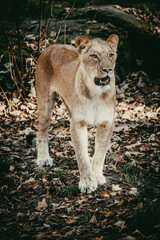 Portrait einer Löwin in einem Freigehege in einem Tierpark