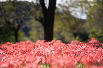 新潟　雪国植物園のヒガンバナ