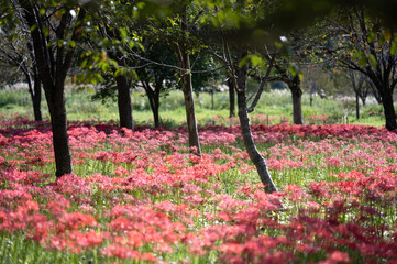 新潟　雪国植物園のヒガンバナ