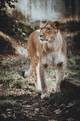 Portrait einer muskulösen Löwin in einem Freigehege in einem Tierpark