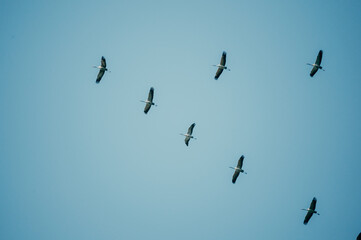 Vogelzug - Eine Formation von Kranichen (Grus grus) am blauen Himmel auf ihrem Weg zum Winterquartier