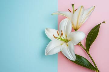 Fototapeta premium Floral background with a white lily on a matching color backdrop, ideal for beauty and spa marketing.
