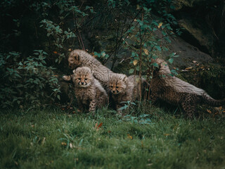 Gepardenbabies (Acinonyx jubatus) spielen miteinander auf der Wiese eines Freigeheges in herbstlicher Atmosphäre
