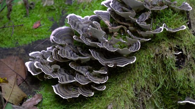 Turkey Tail in natural ambient (Trametes versicolor) - (4K)
