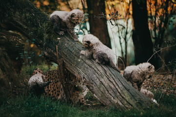 Geopardenbabies spielen auf einem Holz-Stamm in herbstlicher Atmosphäre in einem Freigehege