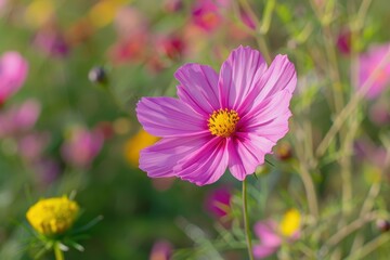 Obraz premium Pink cosmos flower blooming