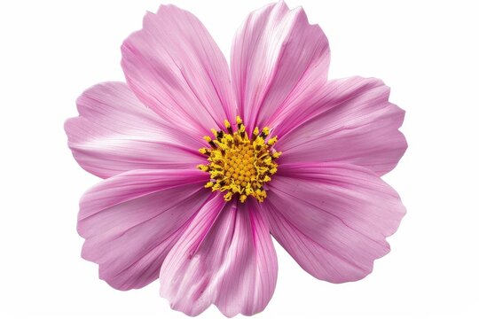 Fototapeta Pink Cosmos flower with white background and clipping path
