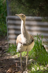 The Australian Bustard is one of Australia's largest birds. It is a mainly grey-brown bird, speckled with dark markings, with a pale neck and black crown