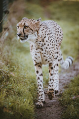 Gepardin (Acinonyx jubatus) läuftin einem Freigehege am Zaun entlang