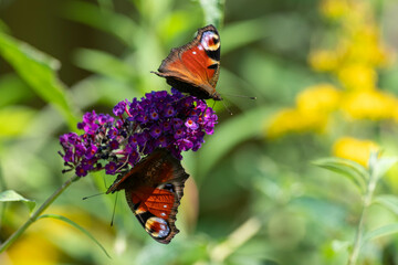 peacock butterflies on a blooming purple flower