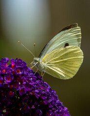 large cabbage white butterfly on a blooming flower