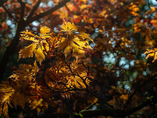autumn leaves backlt by the sun