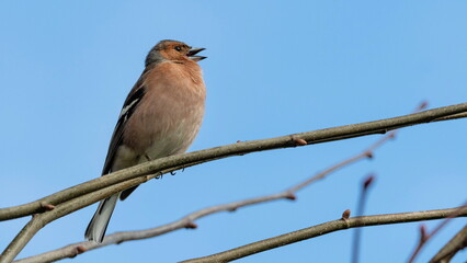 singing chaffinch on a branch