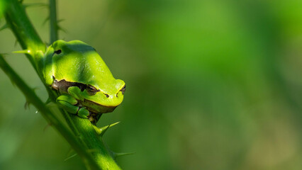 tree frog perched on a branch of a thorn bush