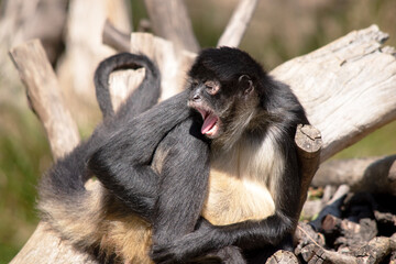 The black-handed spider monkey has lack or brown fur with hook-like hands and a prehensile tail.
