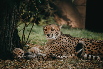 Gepardenmutter mit Jungtieren in einem herbstlichen Freigehege