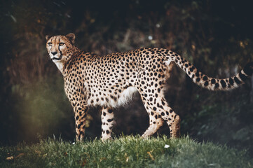 Portrait eines männlichen Geparden (Acinonyx jubatus) in einem Freigehege