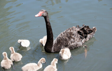 the black swan has black feathers edged with white on its back and is all black on the head and neck.  It has a red beak with a white stripe and red eyes