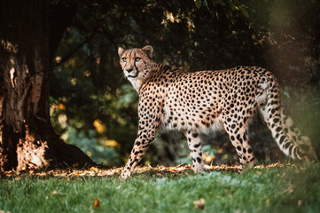 Portrait eines männlichen Geparden (Acinonyx jubatus) in einem Freigehege