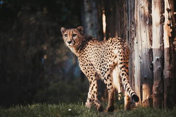 Portrait eines männlichen Geparden (Acinonyx jubatus) in einem Freigehege