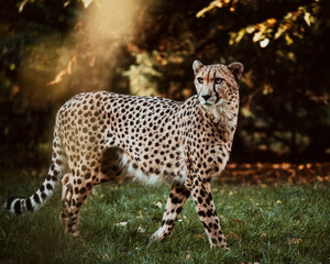 Portrait eines männlichen Geparden (Acinonyx jubatus) in einem Freigehege © Michael