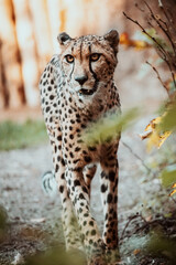 Portrait eines männlichen Geparden (Acinonyx jubatus) in einem Freigehege
