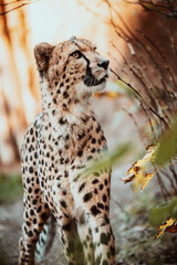 Portrait eines männlichen Geparden (Acinonyx jubatus) in einem Freigehege