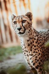 Portrait eines männlichen Geparden (Acinonyx jubatus) in einem Freigehege