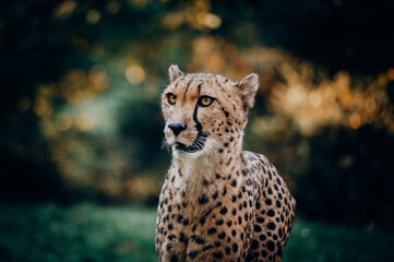 Portrait eines männlichen Geparden (Acinonyx jubatus) in einem Freigehege