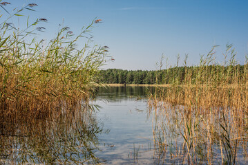 Small forest lake 