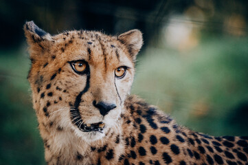Close Up eines männlichen Geparden (Acinonyx jubatus) in einem Freigehege © Michael