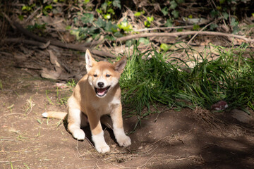 Dingos usually have a ginger coat and most have white markings on their feet, tail tip and chest.