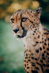 Portrait eines männlichen Geparden (Acinonyx jubatus) in einem Freigehege