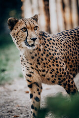 Portrait eines männlichen Geparden (Acinonyx jubatus) in einem Freigehege
