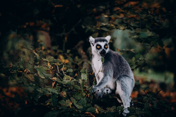 Close Up von einem Katta (Lemur catta) in einem Baum sitzend in herbstlicher Abendsonne in einem Freigehege