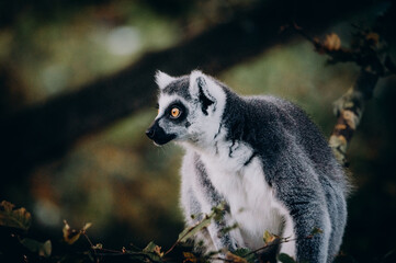 Close Up von einem Katta (Lemur catta) in einem Baum in herbstlicher Atmosphäre