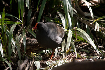 the dusky moorhen is a water bird which has all black feathers with an orange and yellow frontal...