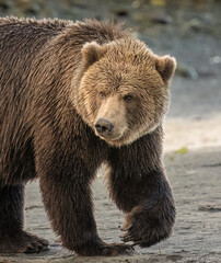 Close up of a Kodiak bear walking on the beach