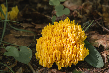 Some species of coral fungi yellow colored (genus Ramaria) growing amoung green moss in Pine forest in Latvia