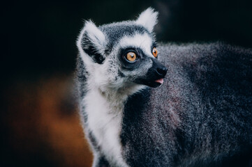 Close Up von einem Katta (Lemur catta) in herbstlicher Abendsonne einem Freigehege