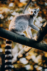 Close Up von einem Katta (Lemur catta) in herbstlicher Abendsonne einem Freigehege
