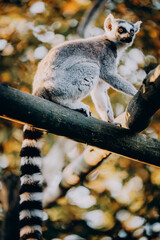 Close Up von einem Katta (Lemur catta) in herbstlicher Abendsonne einem Freigehege