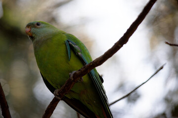 the female regent parrot is green with a hint of blue green on its head