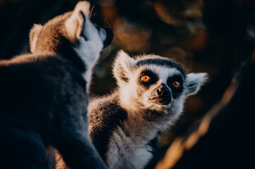 Close Up von einem Katta (Lemur catta) in herbstlicher Abendsonne einem Freigehege