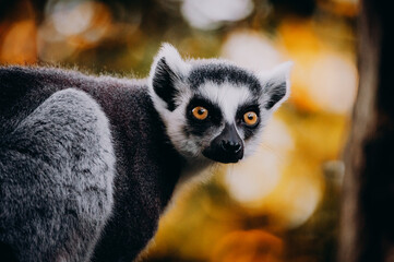 Close Up von einem Katta (Lemur catta) in herbstlicher Abendsonne einem Freigehege