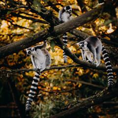 Drei Kattas (Lemur catta) sitzen in herbstlicher Abendsonne einem Freigehege in einem Baum